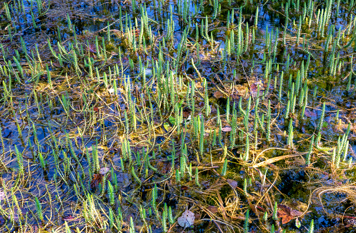aquatic plants (common mare's tail) in a pond in the national park High Tauern in the european alps near the village of Kaprun, Austria