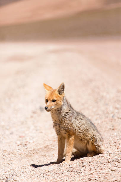 istock Lone Andean fox in the altiplano 1680385189