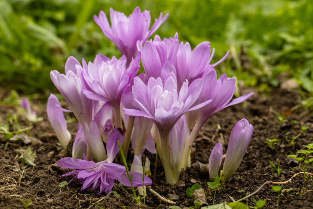 Colchicum Waterlily purple flowers in garden Colchicum Waterlily purple flowers in garden. High quality photo meadow saffron stock pictures, royalty-free photos & images