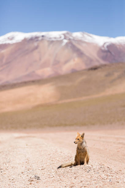 Names: Andean Fox, Culpeo, Zorro Culpeo, Andean Zorro\nScientific name: Lycalopex culpaeus\nCountry: Bolivia\nLocation: Altiplano - Arbol de Piedra