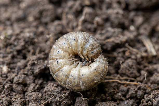 istock Winter pest insect pest Agrotis segetum 1680391108