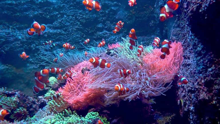 Red-and-white striped fish clown. Fish swim among algae and coral reefs. Ocean floor. Sea life.