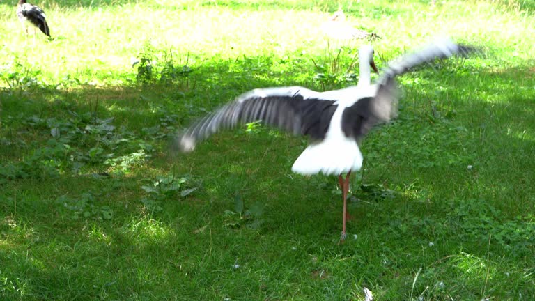 The stork is a large white bird.