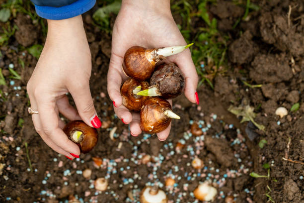 istock hands holding daffodil bulbs before planting in the ground 1680397532