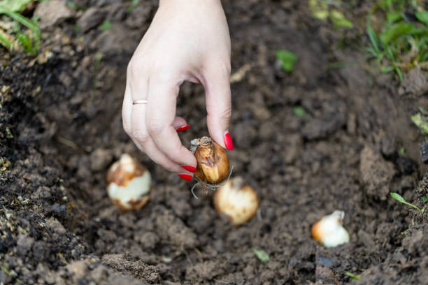 istock hand holding daffodil bulbs before planting in the ground 1680399137