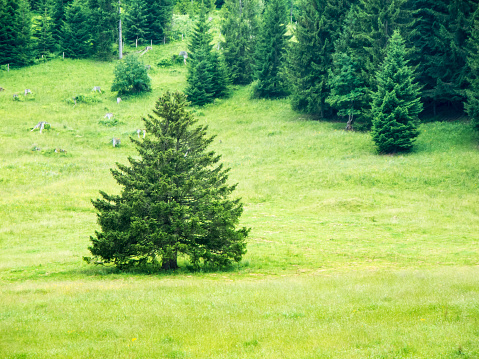 Single conifer tree on a green pasture in front of the mountainous edge of the forest in Bavaria in summer