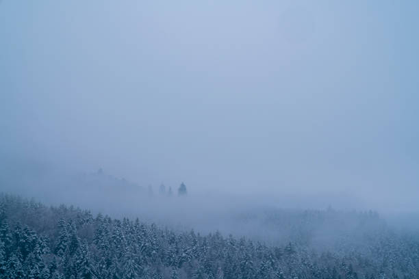 Germany, White snowy trees winter schwarzwald mountains forest ice cold morning panorama view above tree tops