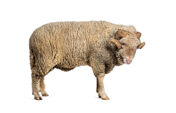 istock Ram Sopravissana sheep with big horns, isolated on white 1680412915