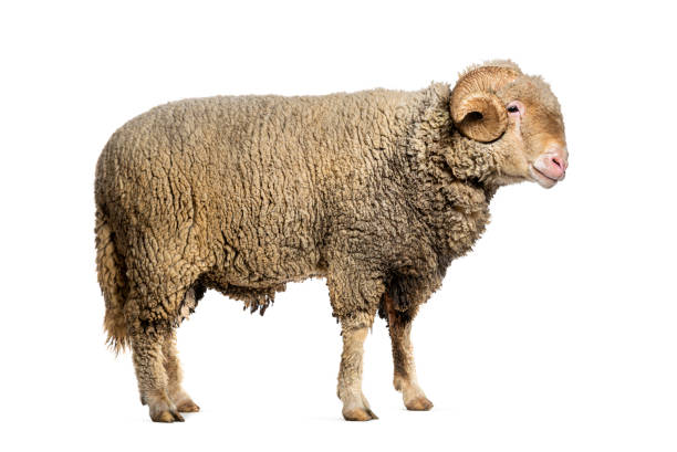 istock Ram Sopravissana sheep with big horns, isolated on white 1680413449