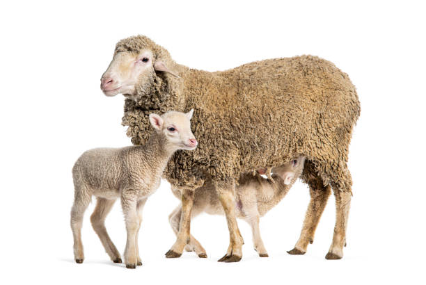 istock Ewe Sopravissana sheep with her lambs, isolated on white 1680413969