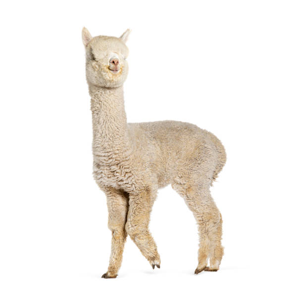 istock Side of a white nine months old alpaca - Lama pacos, isolated 1680414623