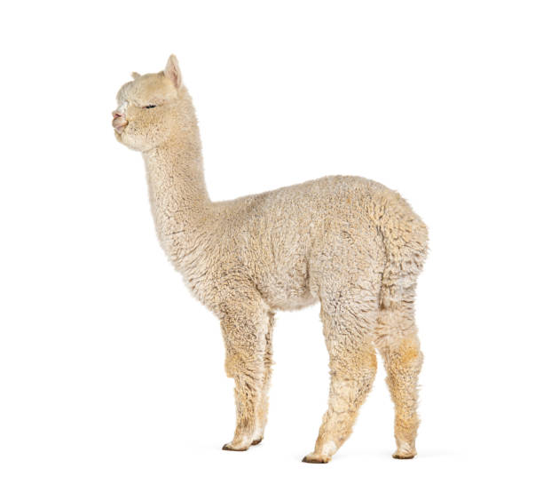 istock Side of a white nine months old alpaca - Lama pacos, isolated 1680414625