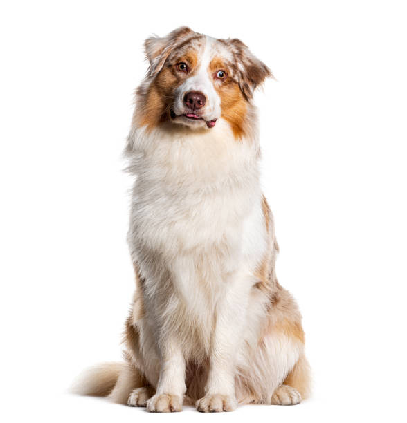 istock Australian shepherd sitting , Isolated on white 1680414649