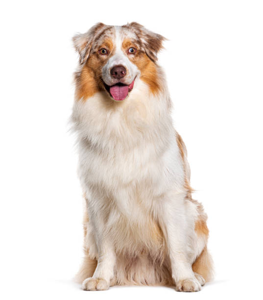 istock Panting Australian shepherd sitting and looking at the camera, Isolated on white 1680415211