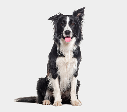 Young Black and white Panting Border collie sitting and looking at the camera, One year old, Isolated on grey