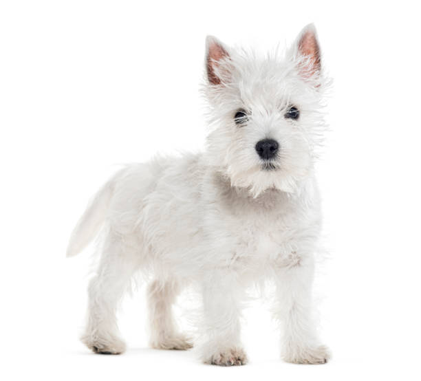 600+ Free Westy & Westie Images - Pixabay