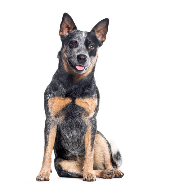 Panting Australian Cattle Dog sitting, isolated on white Panting Australian Cattle Dog sitting, isolated on white australian cattle dog stock pictures, royalty-free photos & images