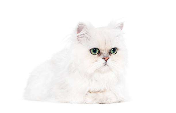 istock Persan cat green eyed, lying down, isolated on white 1680417827