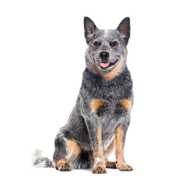 istock Panting Australian Cattle Dog sitting, isolated on white 1680417912
