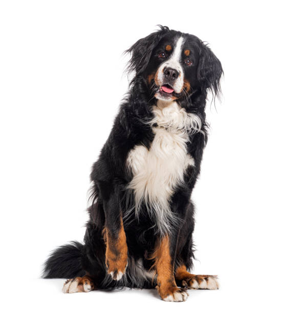 istock Pawing Bernese mountain dog panting looking at the camera, isolated on white 1680418337