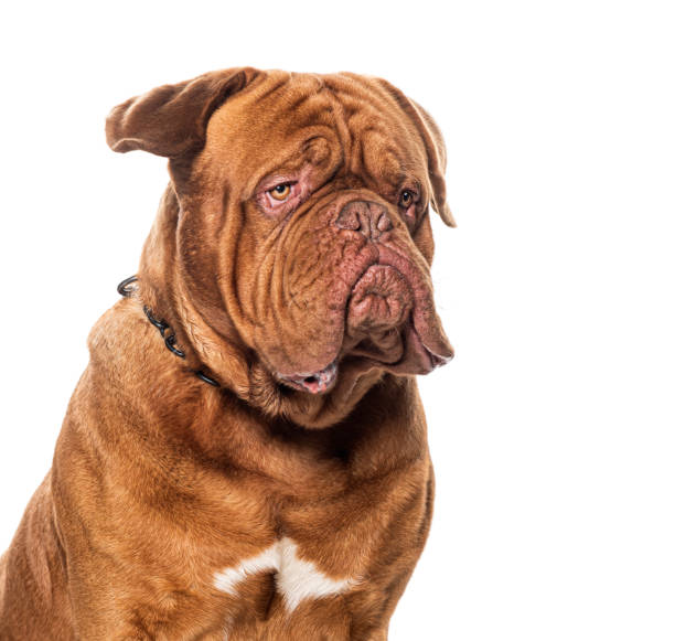 istock Dogue de bordeau wearing a dog, isolated on white 1680419034