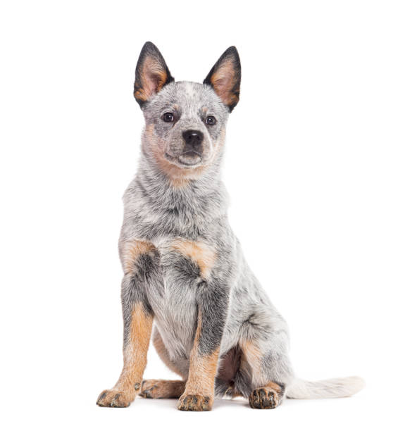 istock Puppy Australian Cattle Dog, three months old, isolated on white 1680419045