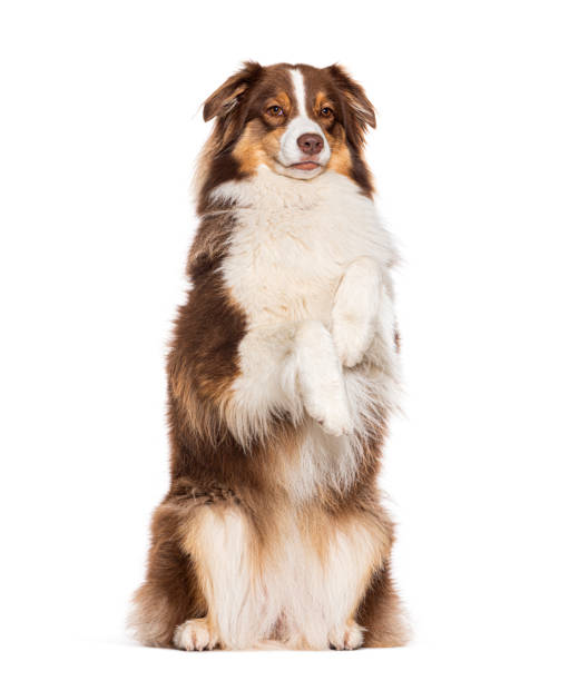 istock red tricolor Australian shepherd begging on hind its legs, isolated on white 1680419100