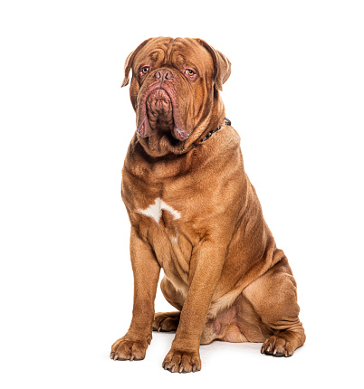 A large English Mastiff dog laying down against a white backdrop with tongue out