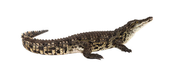 istock Nile crocodile, Crocodylus niloticus, isolated on white 1680420870