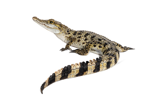 Rear view of a Philippine crocodile with its long in the foreground, Crocodylus mindorensis, isolated on white