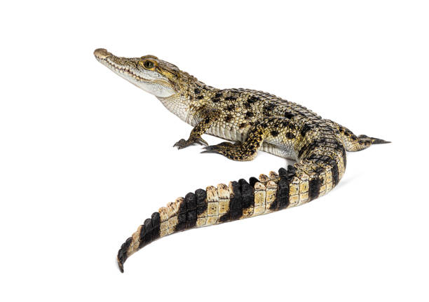 Rear view of a Philippine crocodile with its long in the foreground, Crocodylus mindorensis, isolated on white stock photo