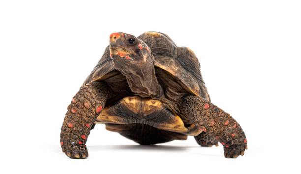 istock red-footed tortoise, Chelonoidis carbonarius, isolated on white 1680421398