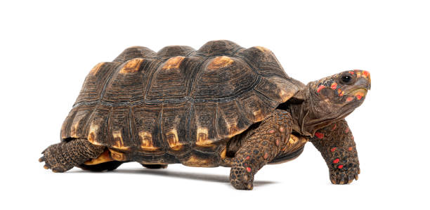 istock Profile of a red-footed tortoise walking away, Chelonoidis carbonarius, isolated on white 1680421957