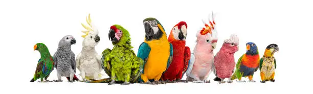 Large group of many different exotic pet birds, Parrots, parakeets, macaws in a row, isolated on white