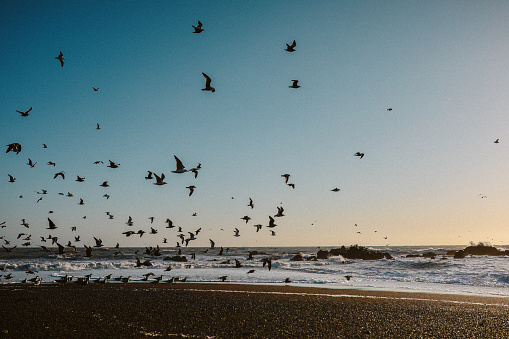 flock of birds over the ocean in California