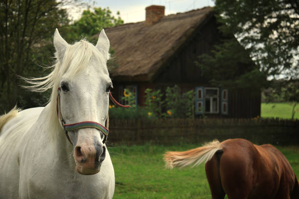 SIERPC, POLAND - August 25, 2017: A white horse with hair flying in the wind in front of a rustic barn house with thatched roof.