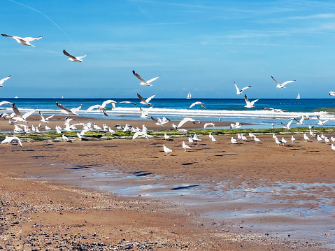 Herring gulls on the North Sea beach at low tide.