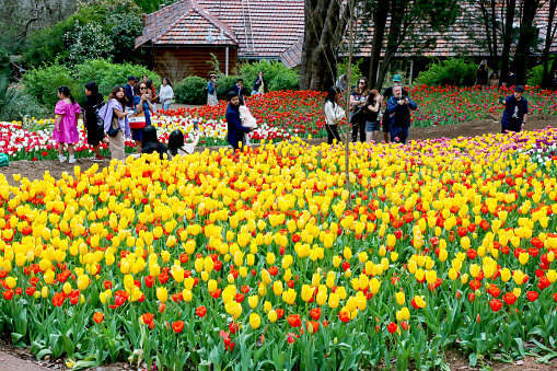 People enjoying the bright coloured tulips in bloom