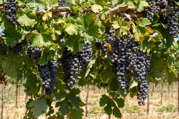 istock Cabernet Sauvignon vineyard, purple grapes 1680438349