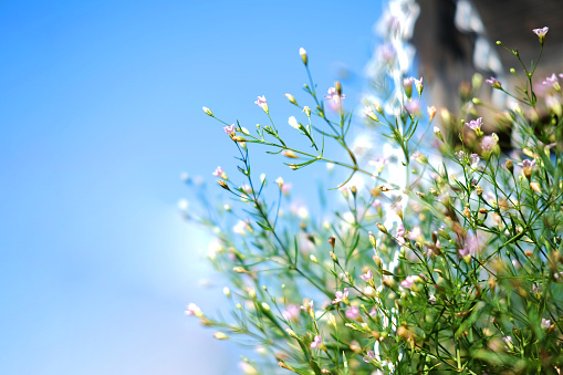 Blooming white flowers in natural light garden and blue sky
