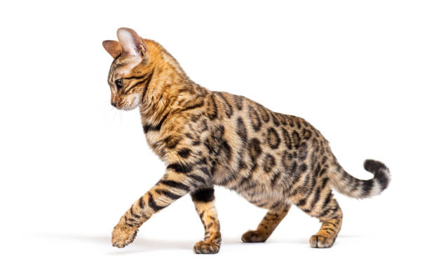 istock Side view of a Bengal cat walking and making a stop, isolated on white 1680447627