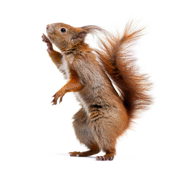 istock Side view of a Eurasian red squirrel on hind legs looking up, sciurus vulgaris, isolated on white 1680448172