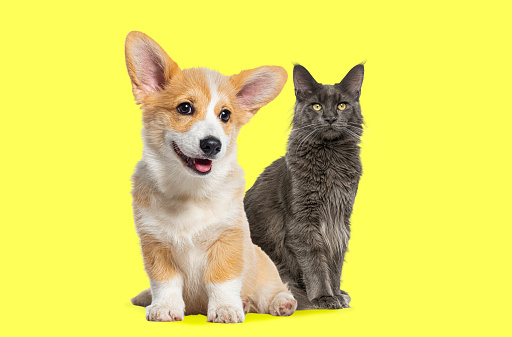 Cat and dog sitting together, Main coon cat and Puppy Welsh Corgi Pembroke looking at camera, isolated on yellow
