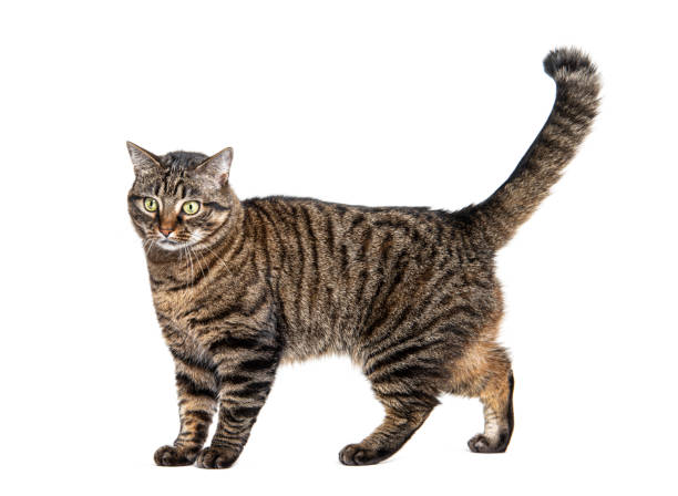 istock Side view of a Tabby crossbreed cat standing,  isolated on white 1680448706