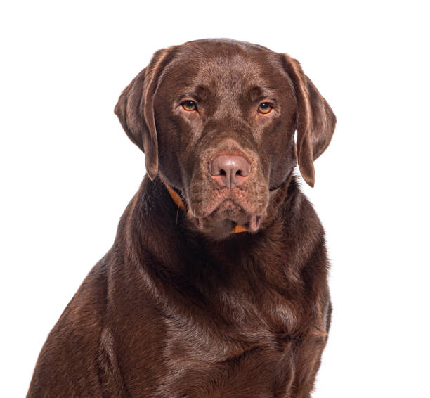istock Head shot of a Chocolate Labrador wearing an orange dog collar 1680448708