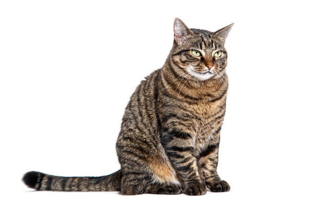 istock Tabby crossbreed cat sitting looking away with a defiant or questioning look, isolated on white 1680448736