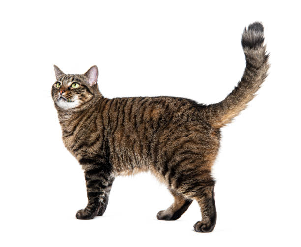 istock Side view of a striped Tabby crossbreed cat walking, looking up, tail up,  isolated on white 1680449263