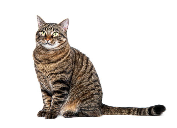 istock Tabby crossbreed cat waiting, sitting at looking away with envy, isolated on white 1680449267