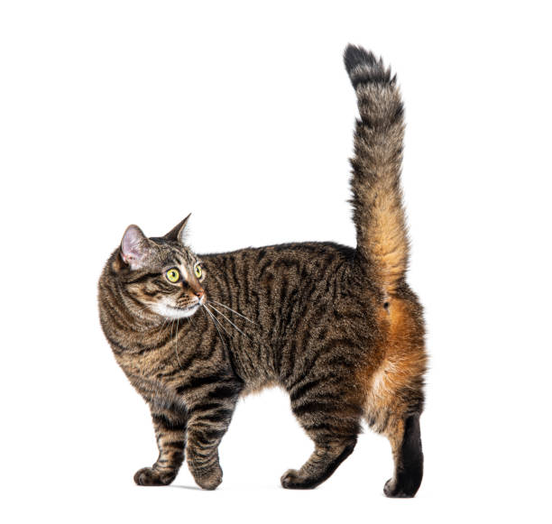 istock Side view of a striped Tabby crossbreed cat walking, looking back, tail up,  isolated on white 1680449297