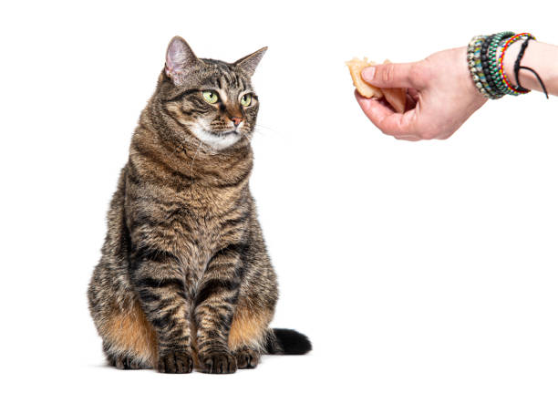 istock Tabby crossbreed cat looking a hand with food, isolated on white 1680449302
